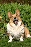 CORGI PEMBROKE 1361